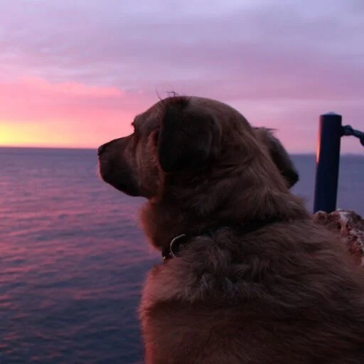 Dog watching a serene sunset over the ocean, mascot of YourOwnBuddy.com.